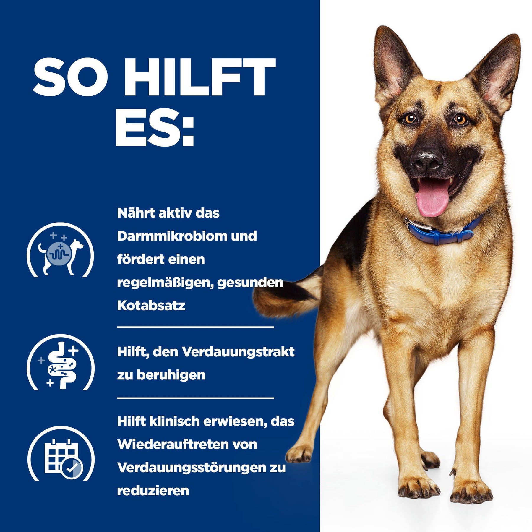 Gastrointestinal Biome Hunde Ragout How It Helps